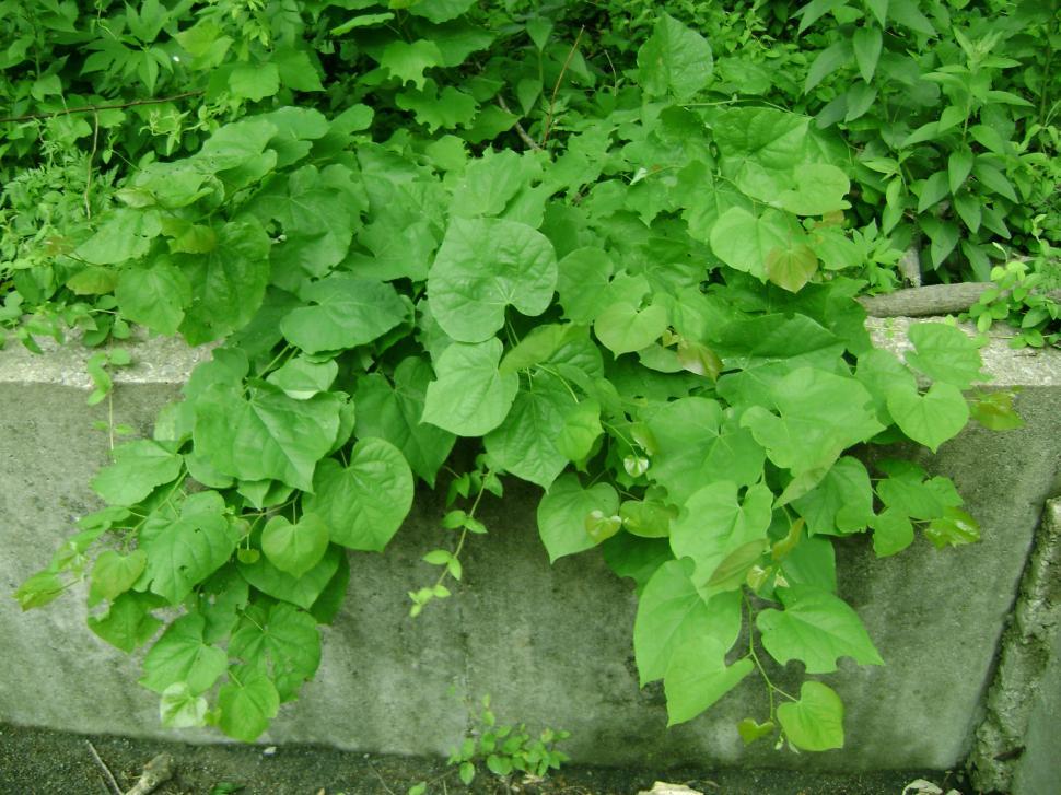 Free Image of Wild leaves 