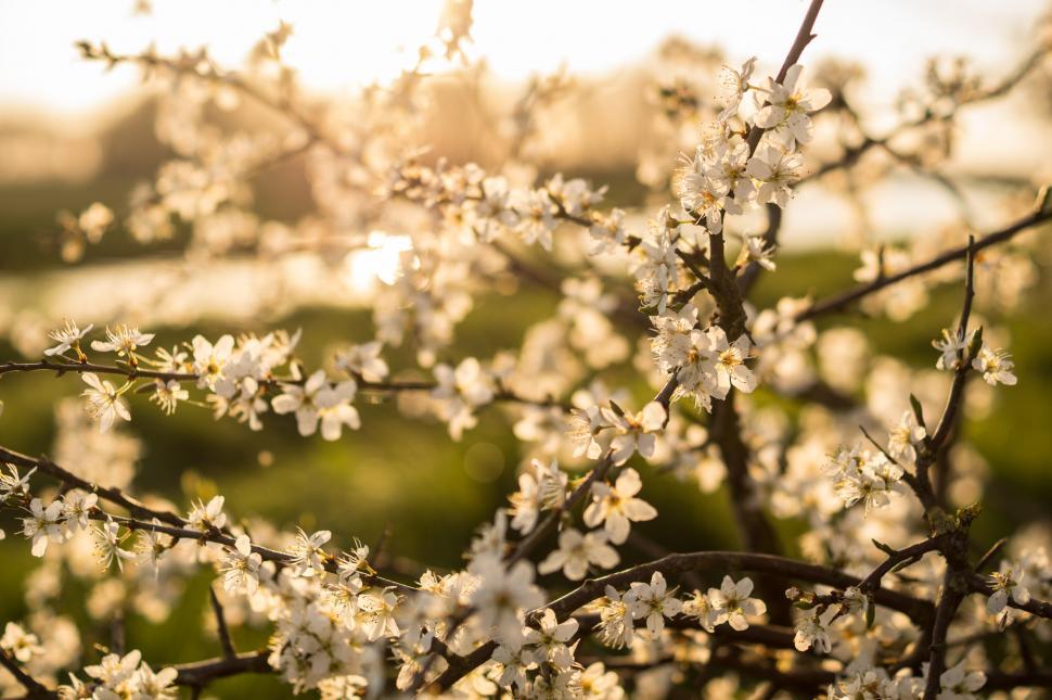 Free Image of Close Up of a Tree With White Flowers 