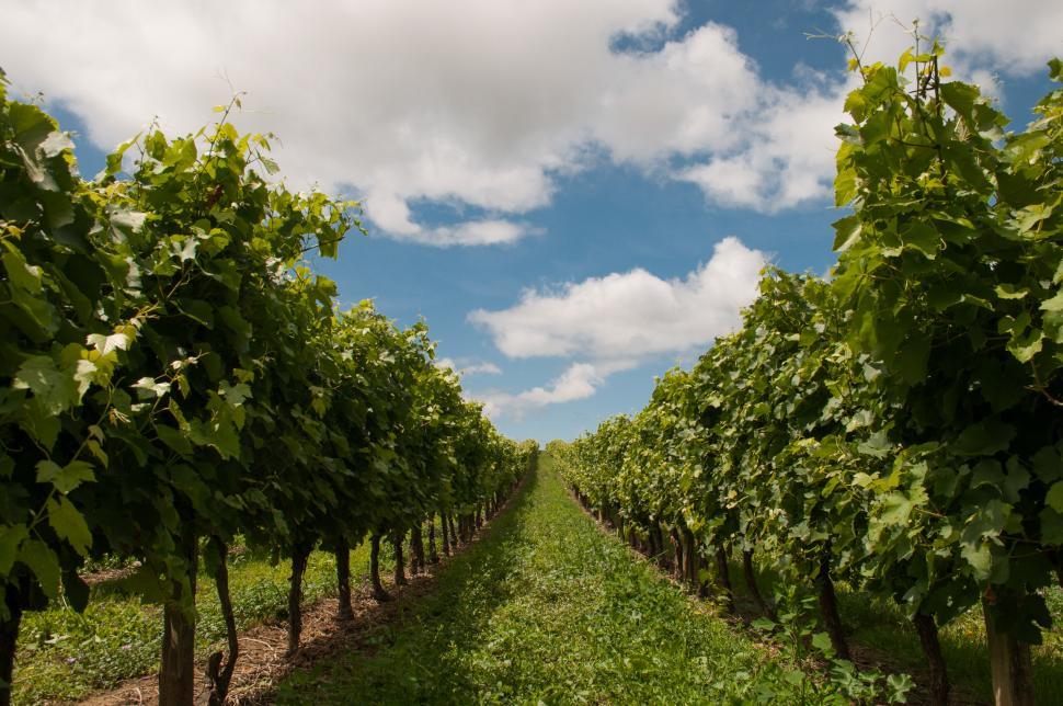 Free Image of Row of Trees in Field Under Cloudy Blue Sky 