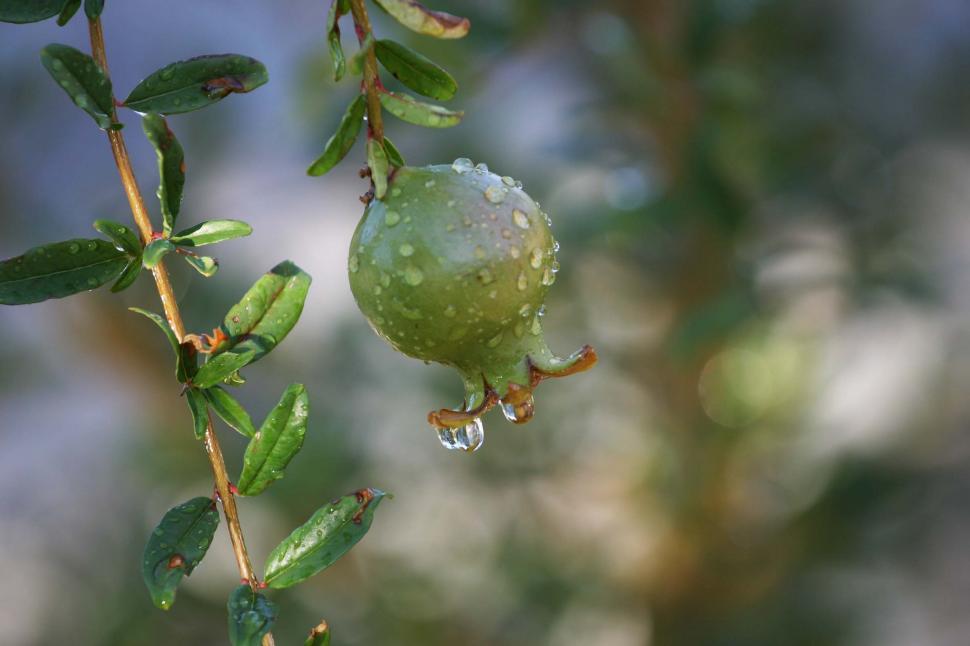 Free Image of Rain on pomegranate 