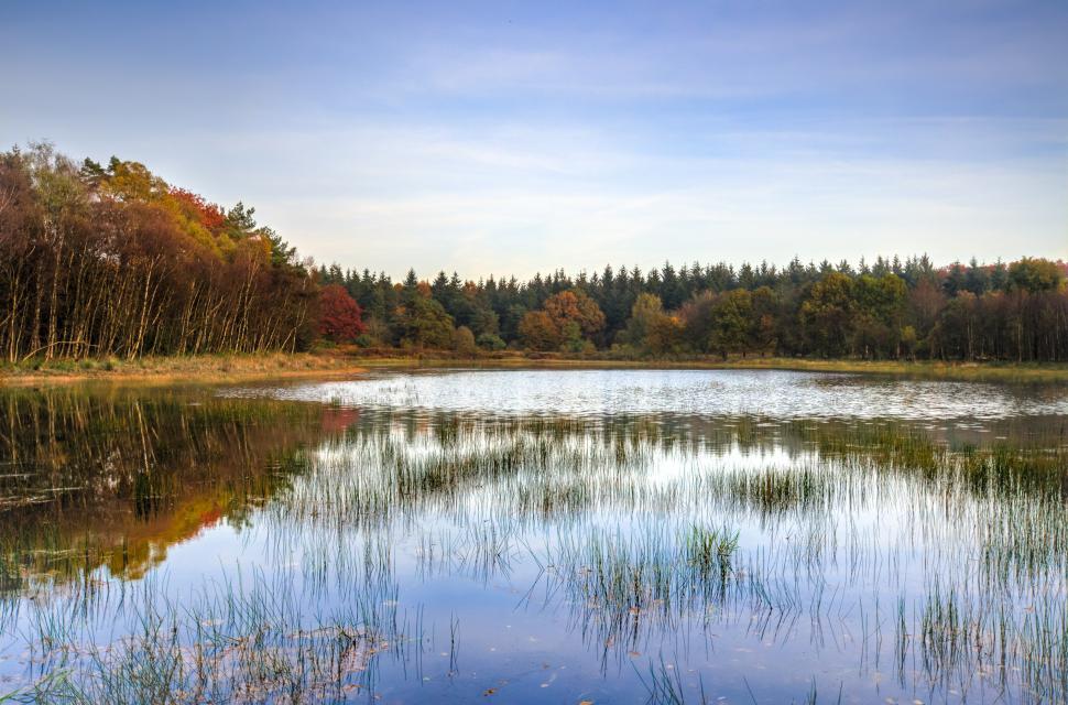 Free Image of Lush Forest Surrounding Vast Body of Water 