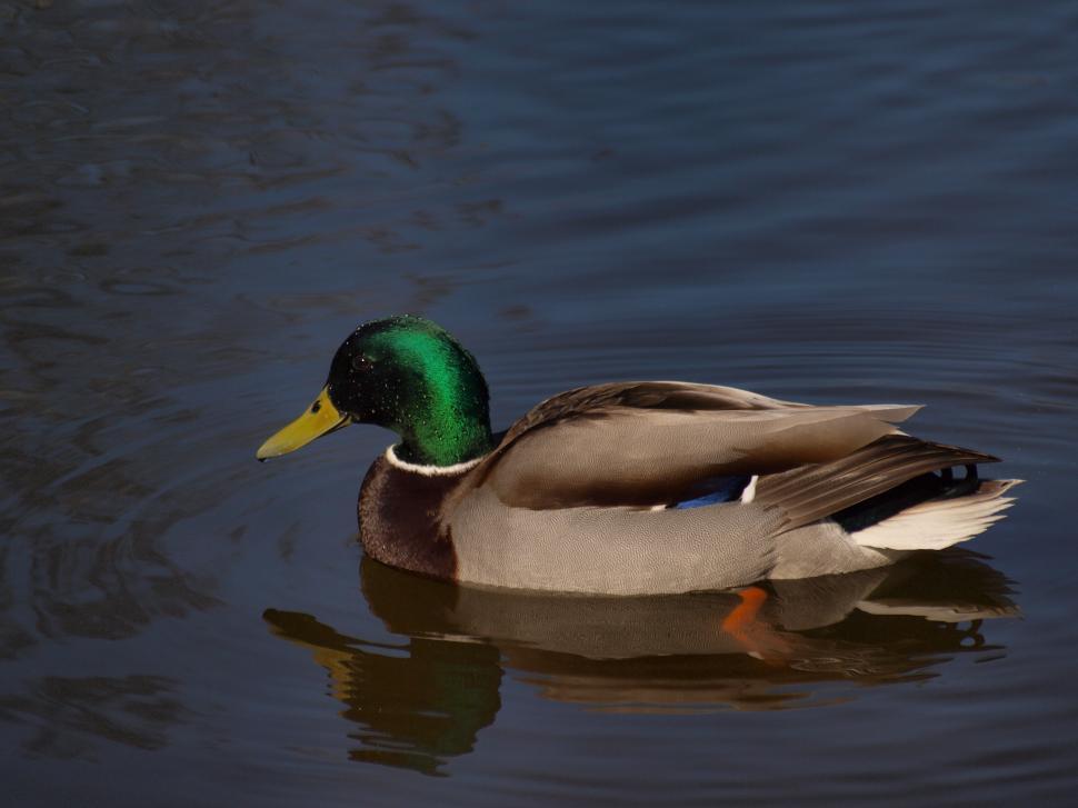 Free Image of Ducks  