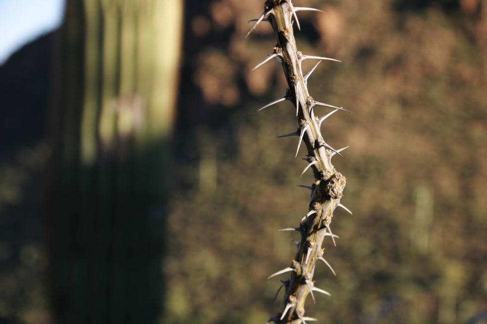 Free Image of Thorny Plant and Building Close Up 