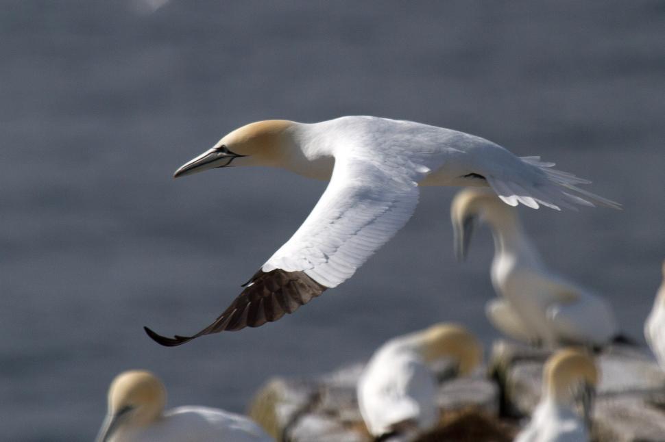 Free Image of Gannet 