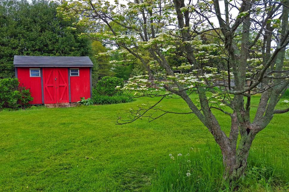 Free Image of Flowering Dogwood Tree Infront Of A Shed 