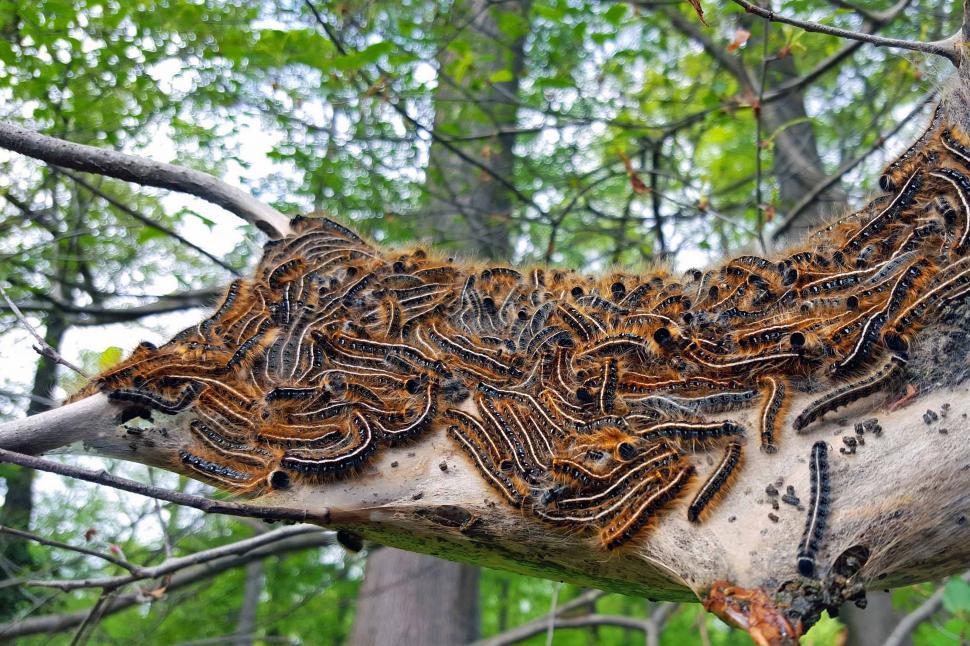 Free Stock Photo of Gypsy Moth Infestation Download Free Images and