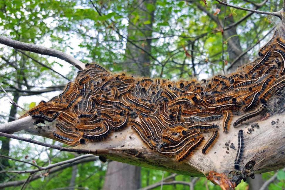 Free Stock Photo of Gypsy Moth Infestation Download Free Images and Free Illustrations