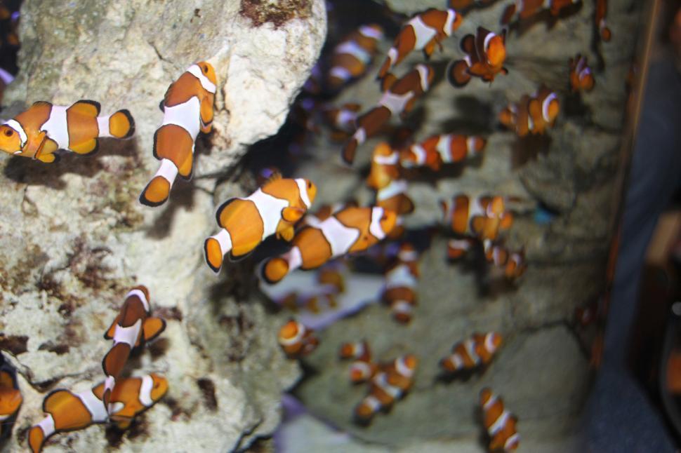 Free Image of Clownfish 