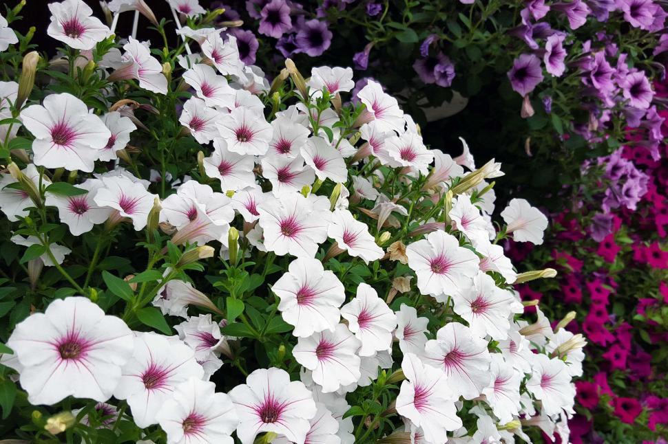 Free Image of Petunia Flowers In Hanging Baskets 