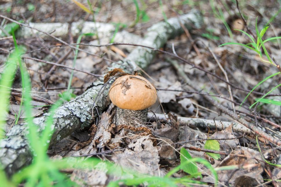 Free Image of  Orange birch bolete Leccinum versipelle, Boletus testaceoscaber in the birch grove  