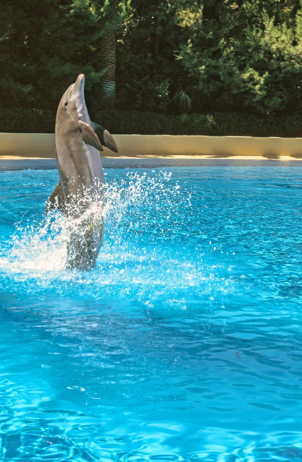 Bottlenose dolphin