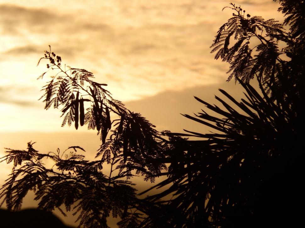 Free Image of Trees Silhouette at Sunset  
