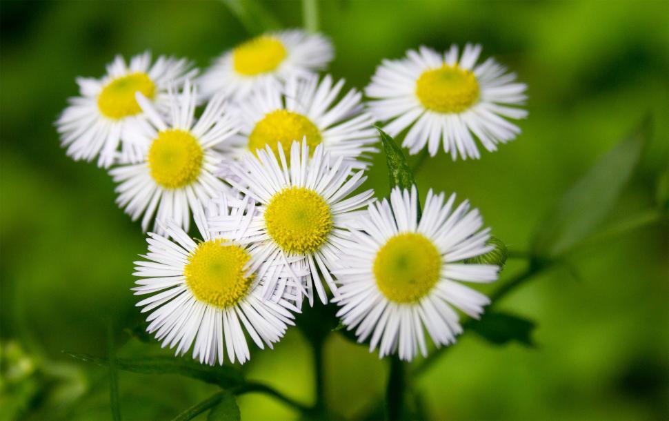 Free Stock Photo of White flower cluster close up | Download Free ...