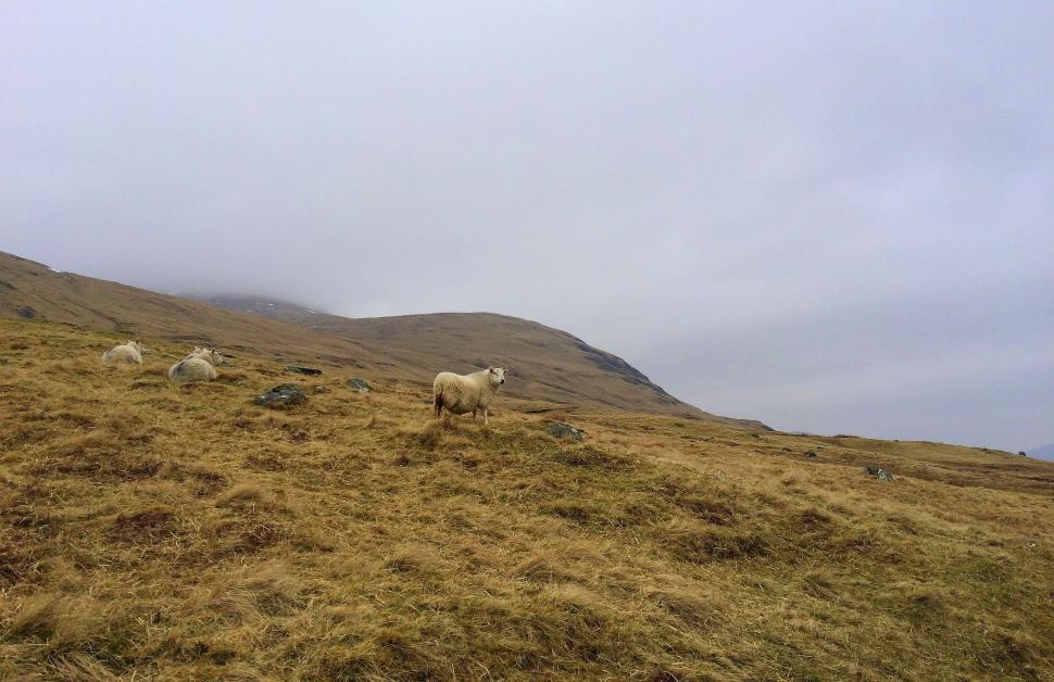 Free Image of Sheep in the meadow 