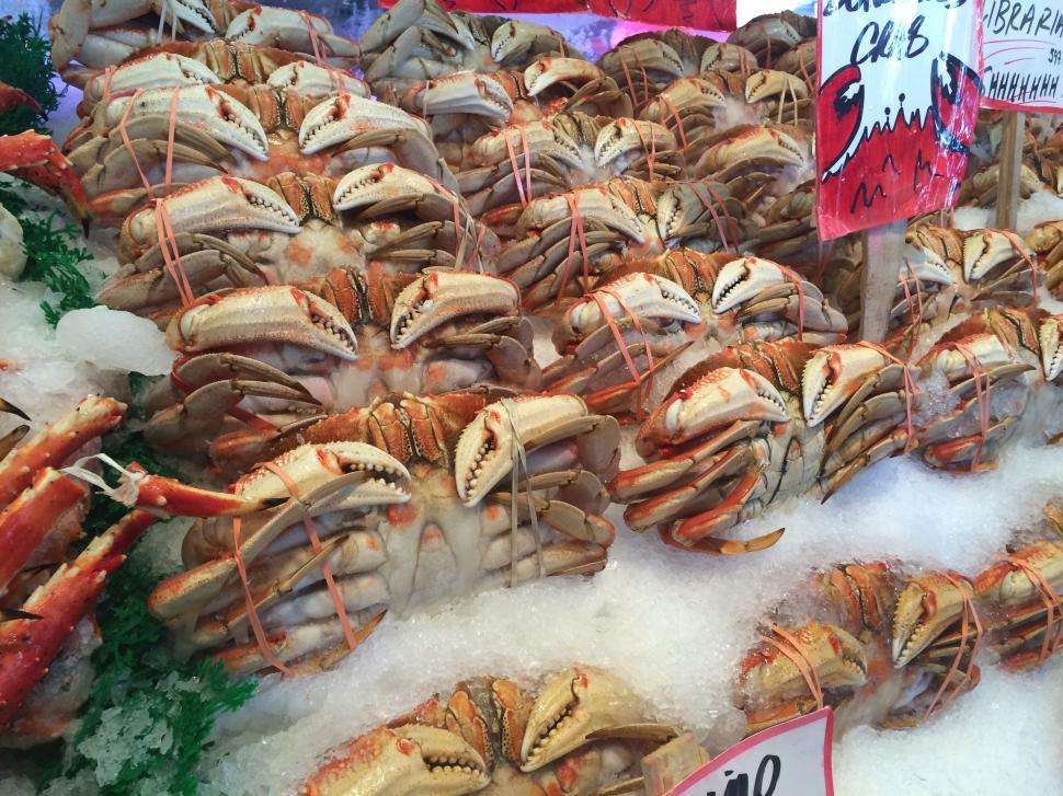Free Image of Group of Crabs on Ice 