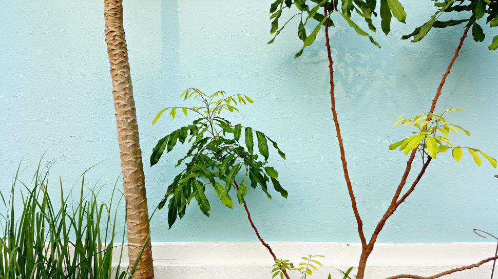 Free Image of Small Trees Adjacent to Each Other 