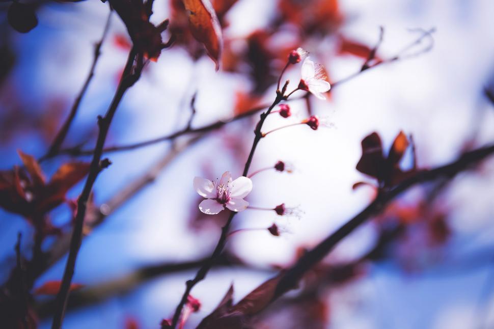 Free Image of Close Up of Flower on Tree 