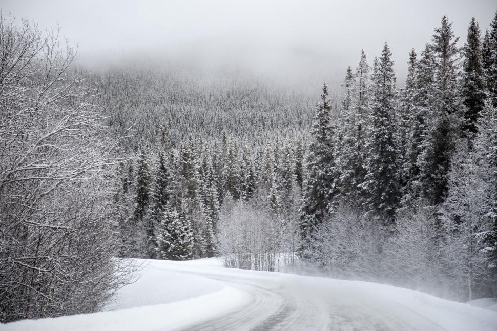 Free Image of Snow Covered Road in Forest 