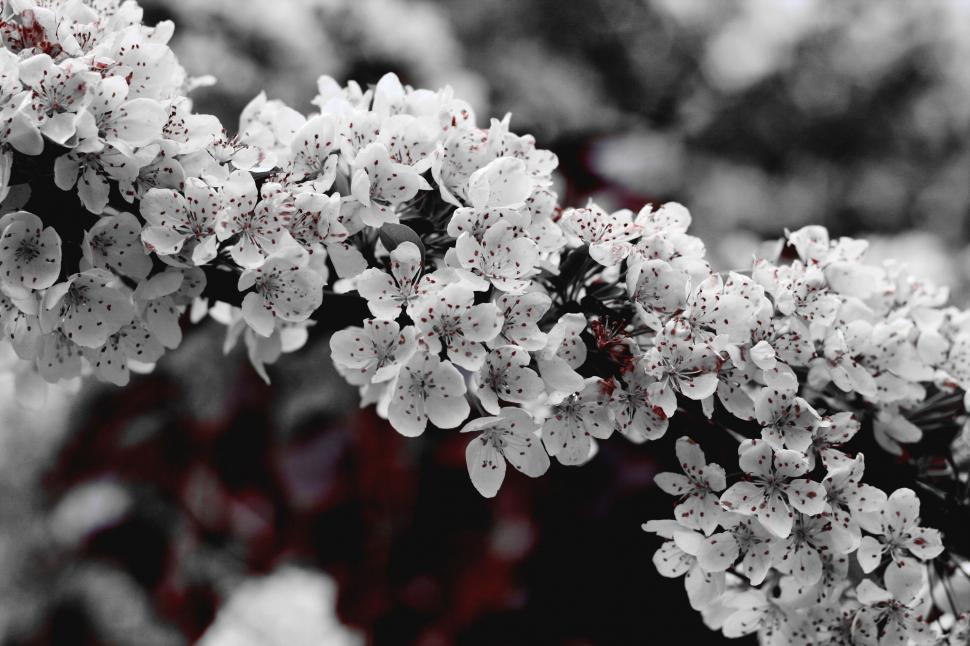 Free Image of Black and White Photo of a Tree Branch 