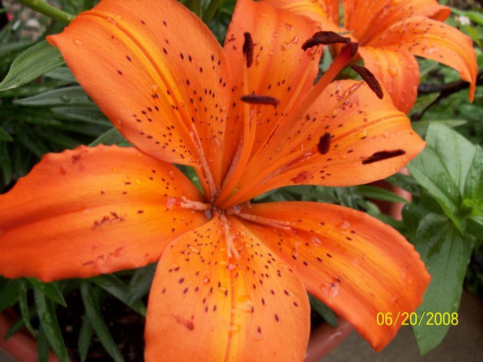 Free Image of Flower 