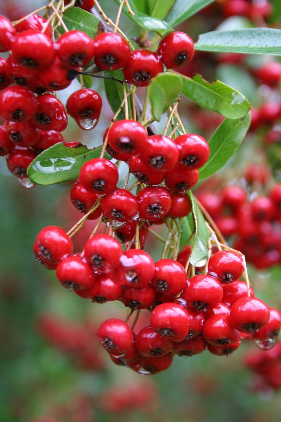 Free Stock Photo of Cluster of Red Berries Hanging From a Tree | Download Free  Images and Free Illustrations, image size:970x1455
