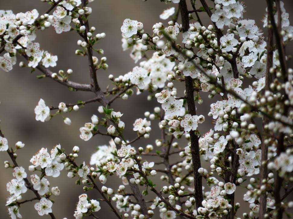 Free Image of Close Up of Tree With White Flowers 
