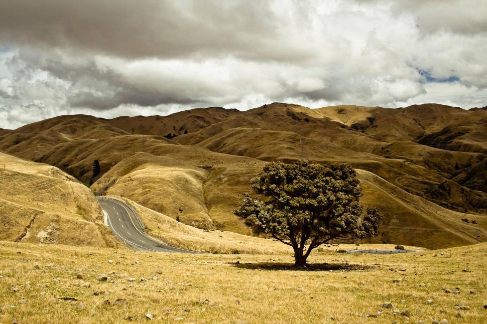 Free Image of Lone Tree Standing Proud in Field With Distant Mountains 