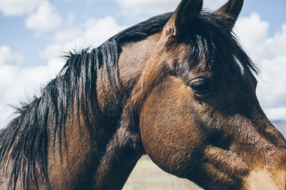 Free Image of Brown Horse Standing on Dry Grass Field 