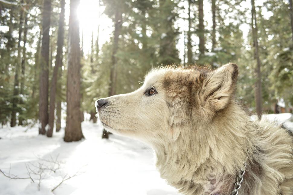 Free Image of Dog Standing in Snowy Woods 