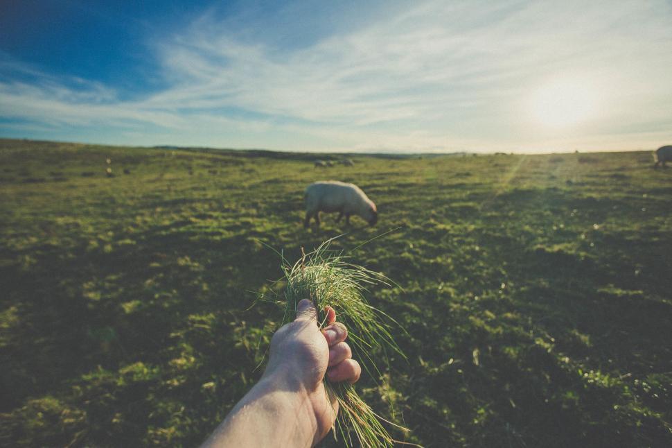 Free Image of Person Holding Plant in Field 