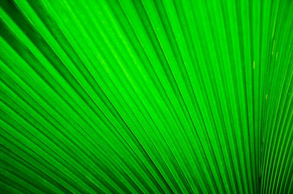 Free Image of Close Up View of a Green Leaf 