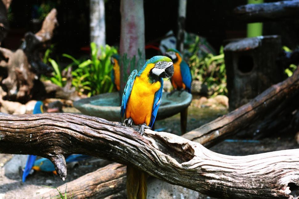 Free Image of Colorful Birds Perched on Tree Branch 