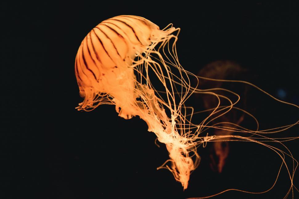 Free Image of Close Up of a Jellyfish in the Water 