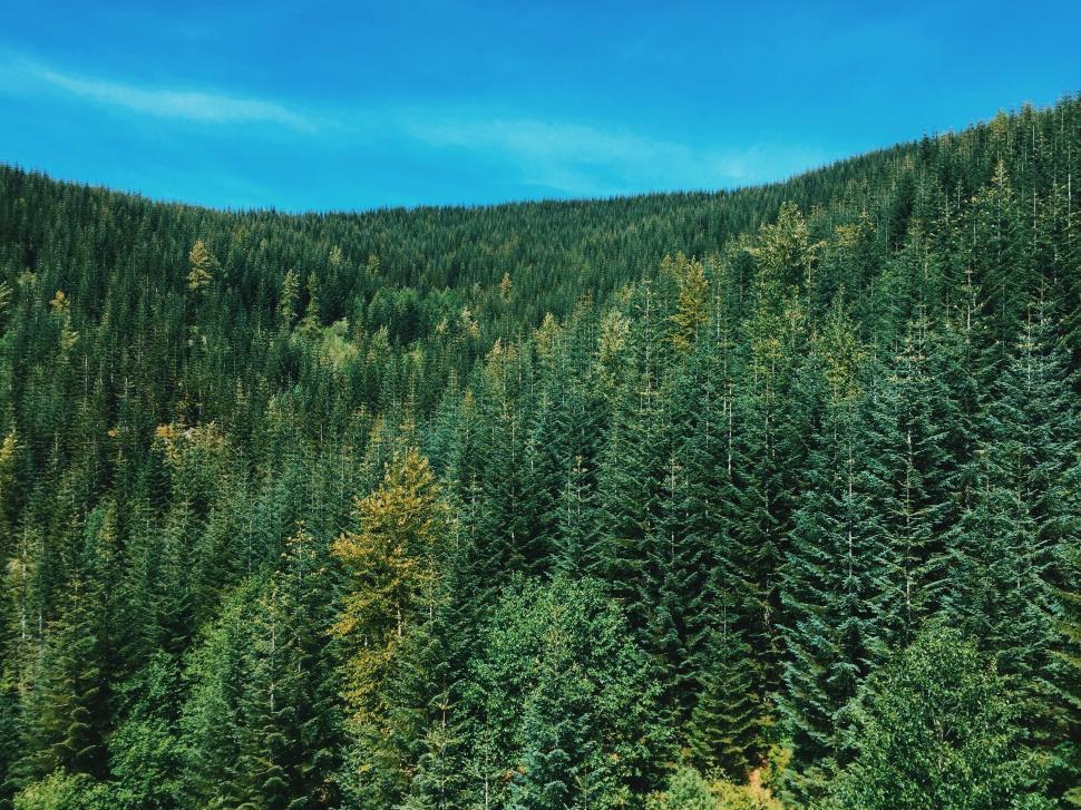 Free Image of Group of Trees Standing in Grass 