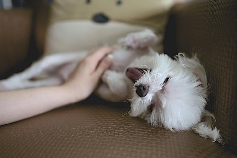 Free Image of Small White Dog Laying on Brown Couch 