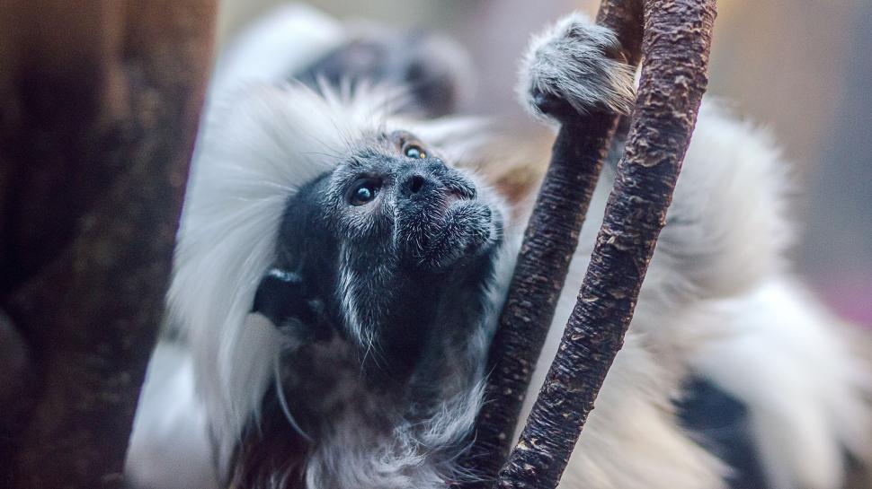 Free Image of Dog Climbing Up Tree Branch 