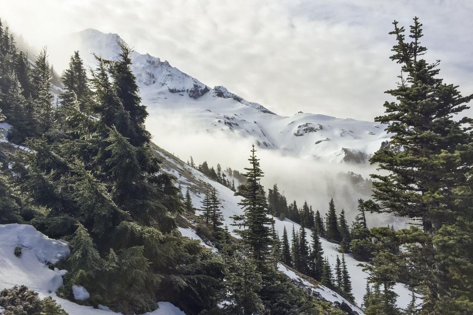 Free Image of Snow-Covered Mountain With Foreground Trees 
