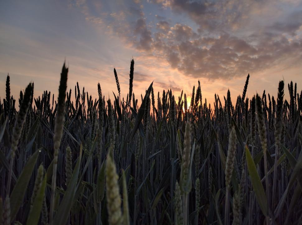 Free Image of Field of Tall Grass Under Cloudy Sky 