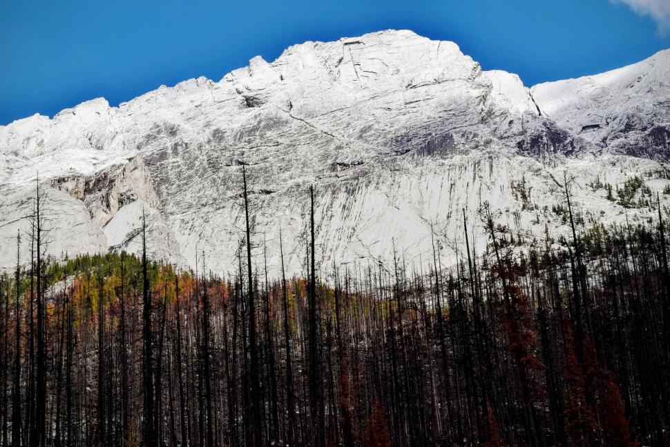 Free Image of Snow Covered Mountain With Foreground Trees 