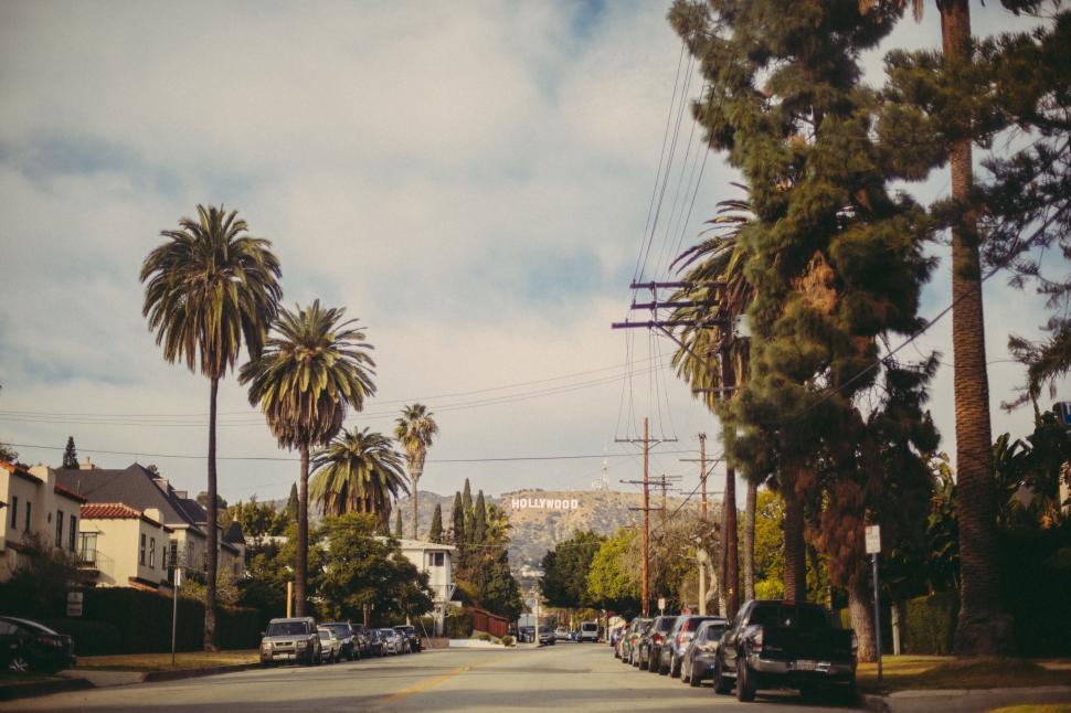Free Image of Palm Trees Lined Street With Parked Cars 