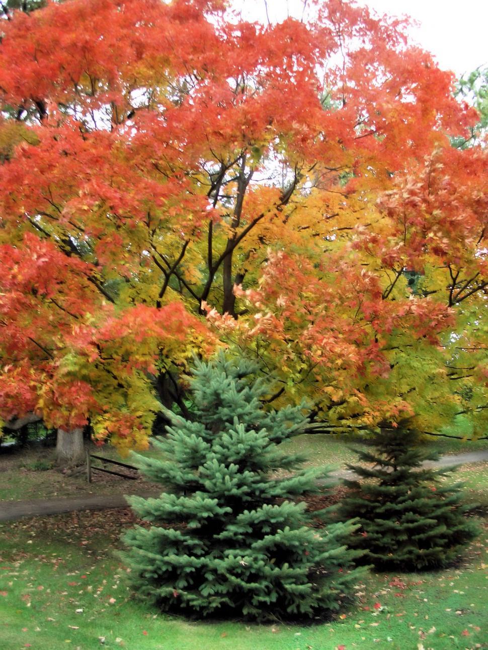 Free Image of Changing of Colors 