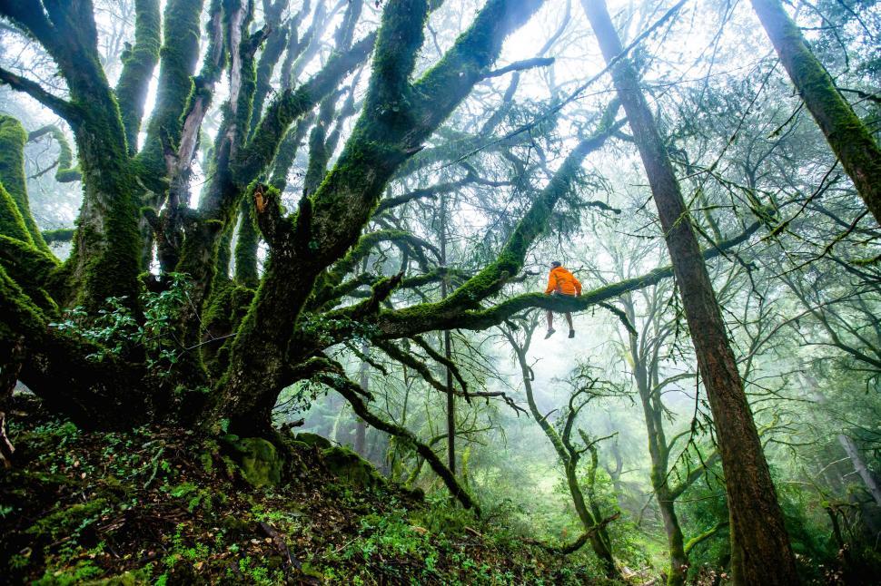 Free Image of Tent Pitched in Dense Forest 