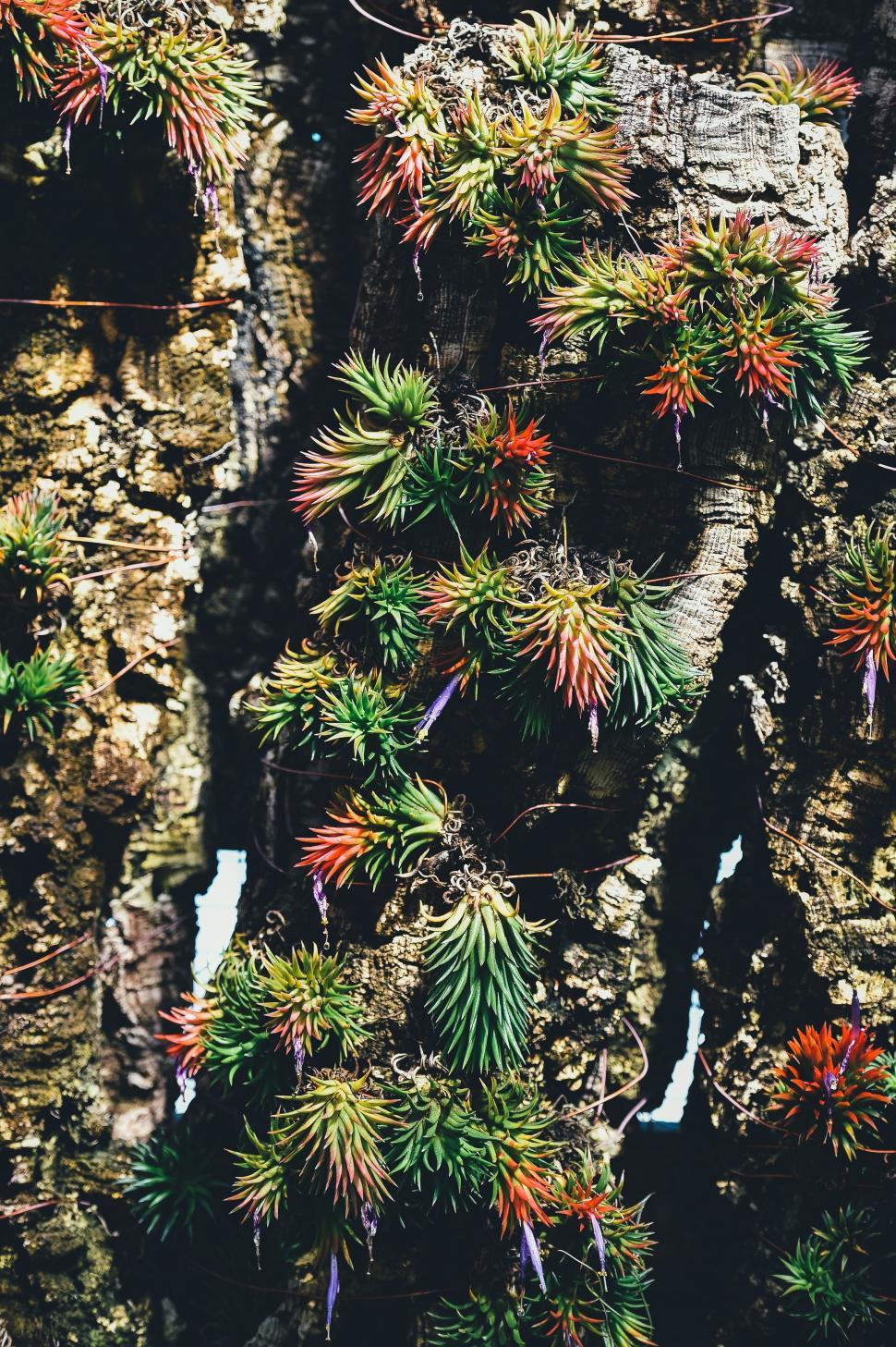 Free Image of Small Plants Emerging From Rock Formation 