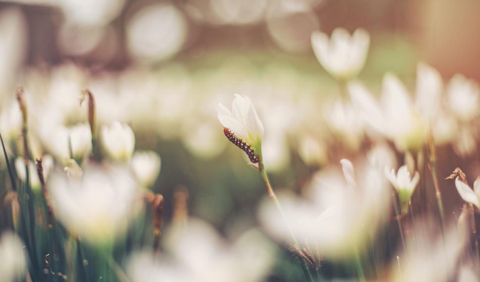 Free Image of Cluster of Flowers Growing in Grass 