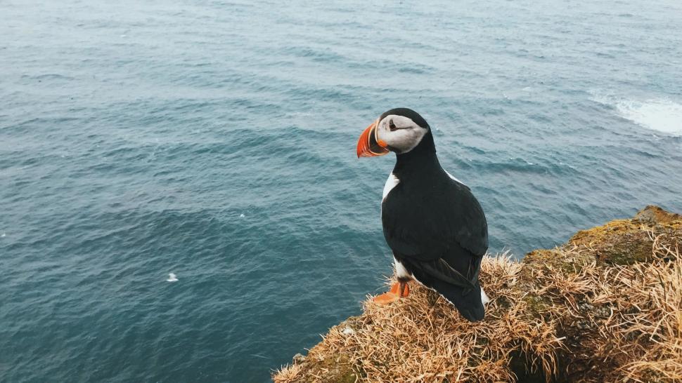 Free Image of Bird Perched on Haystack by the Ocean 