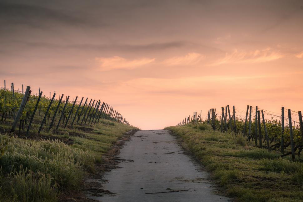 Free Image of Dirt Road Leading to Grassy Field 