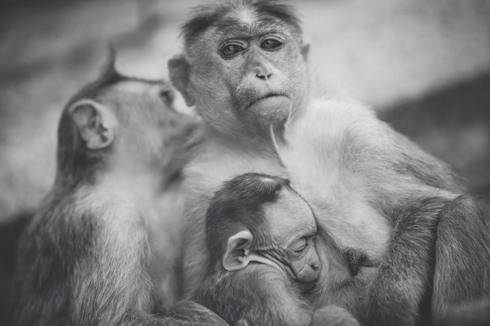 Free Image of Monkey Holding Baby in Arms 