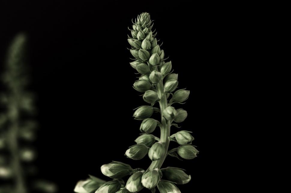 Free Image of Close Up of Flower on Black Background 