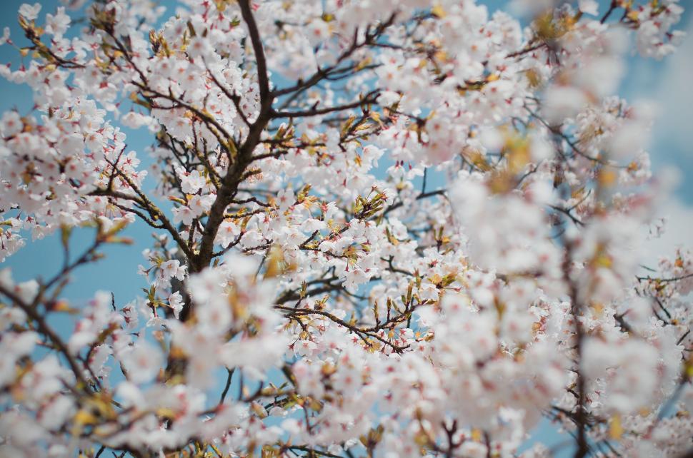 Free Image of Close Up of Tree With White Flowers 
