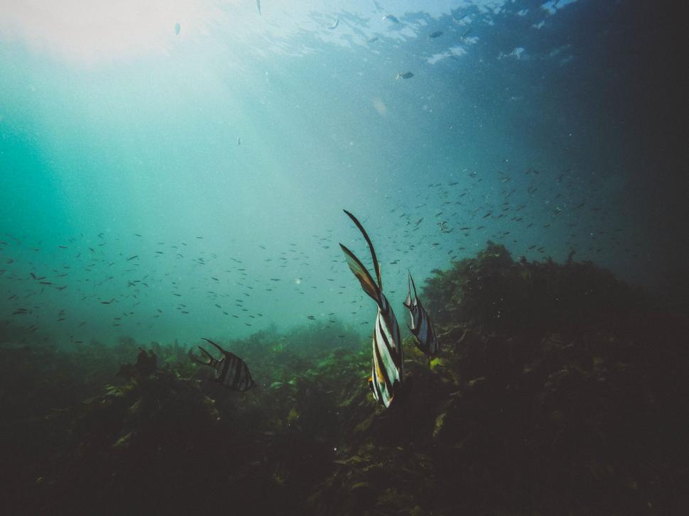 Free Stock Photo of Group of Fish Swimming in the Ocean | Download Free ...